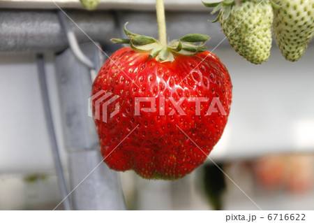 イチゴ狩り 6716622