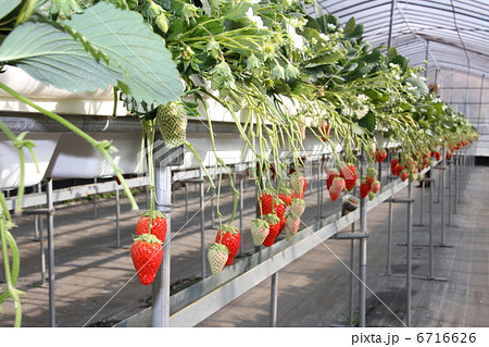 イチゴ狩り 6716626