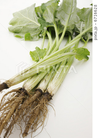 葉ゴボウ 6716628