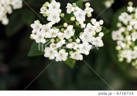 ヴィブルナム・ティヌス 6716724