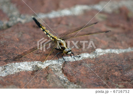 塩辛蜻蛉の雌、麦藁蜻蛉です。 6716752