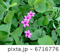 イモカタバミ 6716776