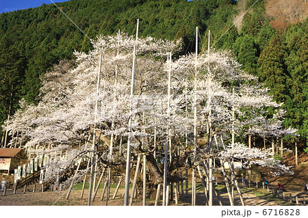 薄墨桜 6716828