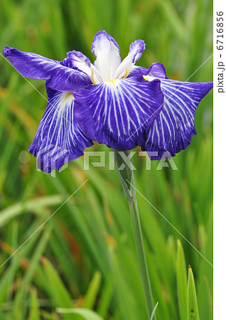 肥後系　夜光の珠 6716856