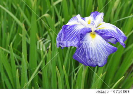 肥後系　瑠璃扇 6716863