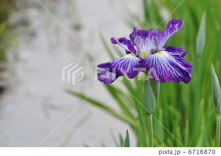 肥後系　紅小町 6716870