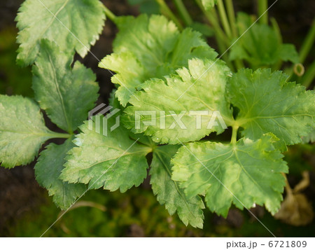 三つ葉 6721809