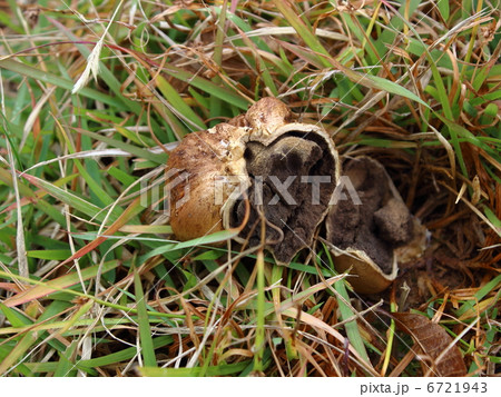 キノコ 6721943