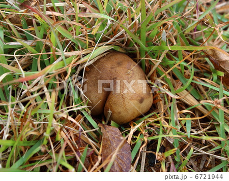 キノコ 6721944