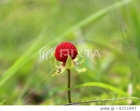 イチゴ 6721947