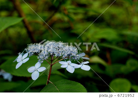 ヤマアジサイ 6721952