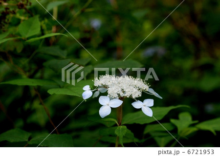 ヤマアジサイ 6721953