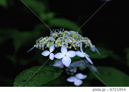 ヤマアジサイ 6721954
