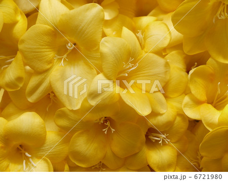 フリージア 6721980