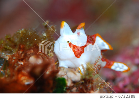 クマドリカエルアンコウ クマドリカエルアンコウ 6722289
