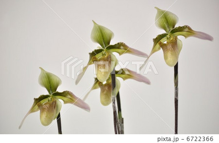 ラン ラン 6722366