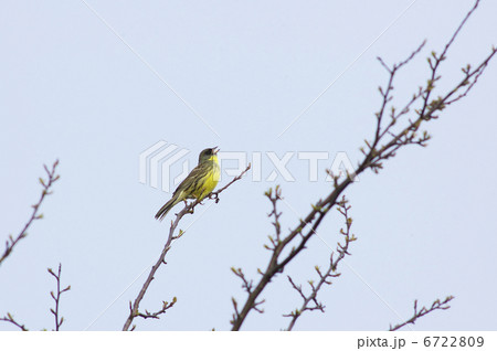 アオジ アオジ 6722809