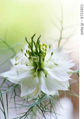 ニゲラのクローズアップ 6722831