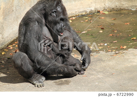 おっぱいを飲むニシゴリラの赤ちゃん 6722990