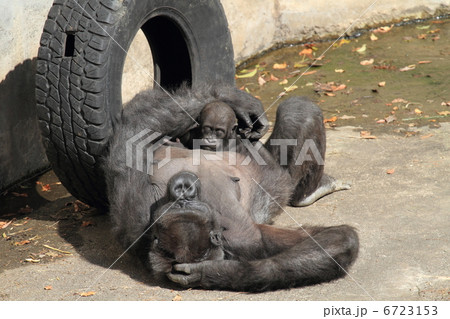 ニシゴリラの赤ちゃん 6723153