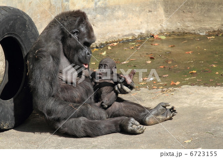 ニシゴリラの赤ちゃん 6723155