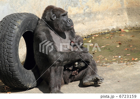 ニシゴリラの赤ちゃん ニシゴリラの赤ちゃん 6723159