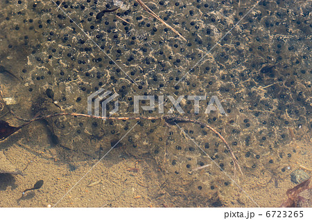 カエルの卵 カエルの卵 6723265