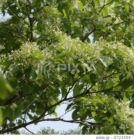 ヒトツバタゴ 6723504