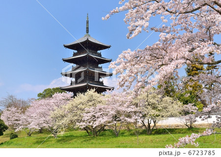 桜と五重塔 6723785