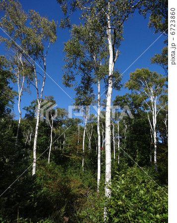 高原　シラカバの林（タテ） 6723860