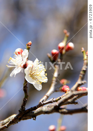 梅の花 梅の花 6723909