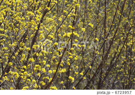 サンシュユ 6723957