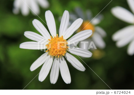野菊の花 6724024