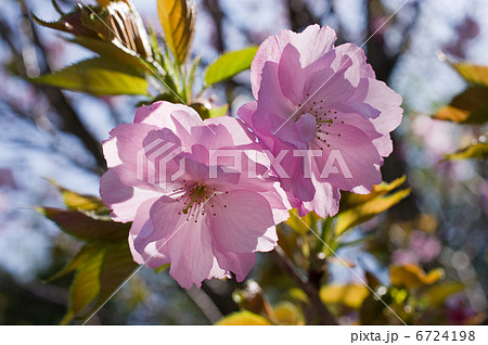 ベニユタカ（紅豊）ー桜 6724198