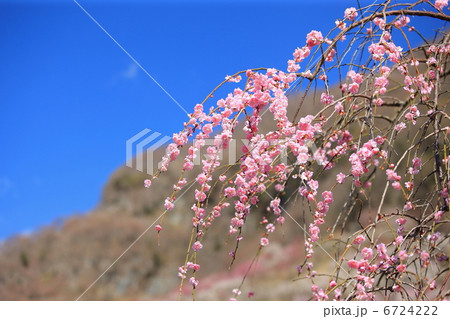 梅園 梅園 6724222