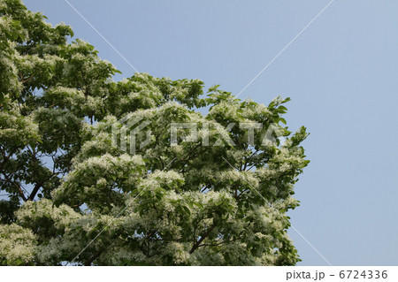 ヒトツバタゴ 6724336