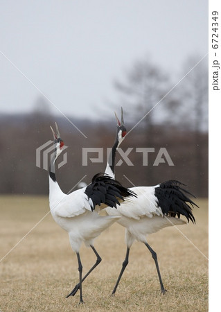 タンチョウ タンチョウ 6724349