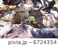 カピバラの温泉入浴 6724354