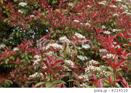 ベニカナメモチ ベニカナメモチ 6724510