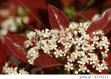 ベニカナメモチ ベニカナメモチ 6724513