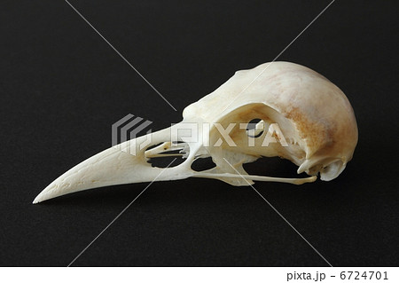 カラスの頭骨の写真素材 [6724701] - PIXTA