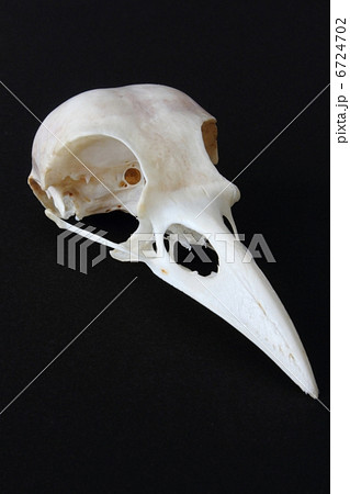 カラスの骨格標本　骨標本 カラスの骨格標本 骨標本 - メルカリ