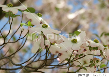 ハナミズキ 6725035