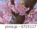 河津桜 6725117