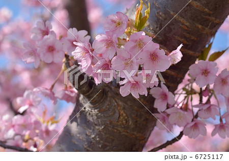 河津桜 6725117