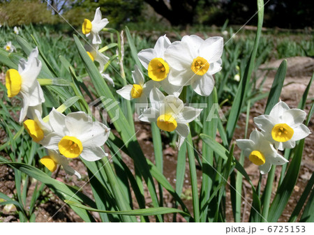 水仙 水仙 6725153