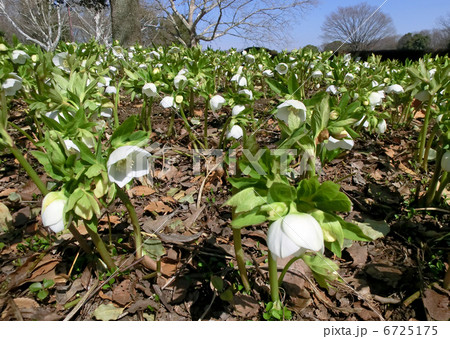 クリスマスローズ 6725175