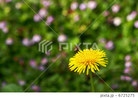 タンポポ タンポポ 6725275
