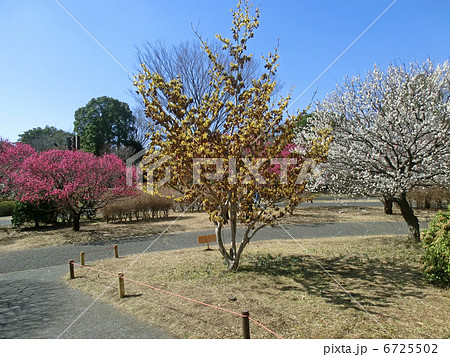 梅の花とマンサクの花 梅の花とマンサクの花 6725502