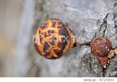 シイタケ シイタケ 6725931